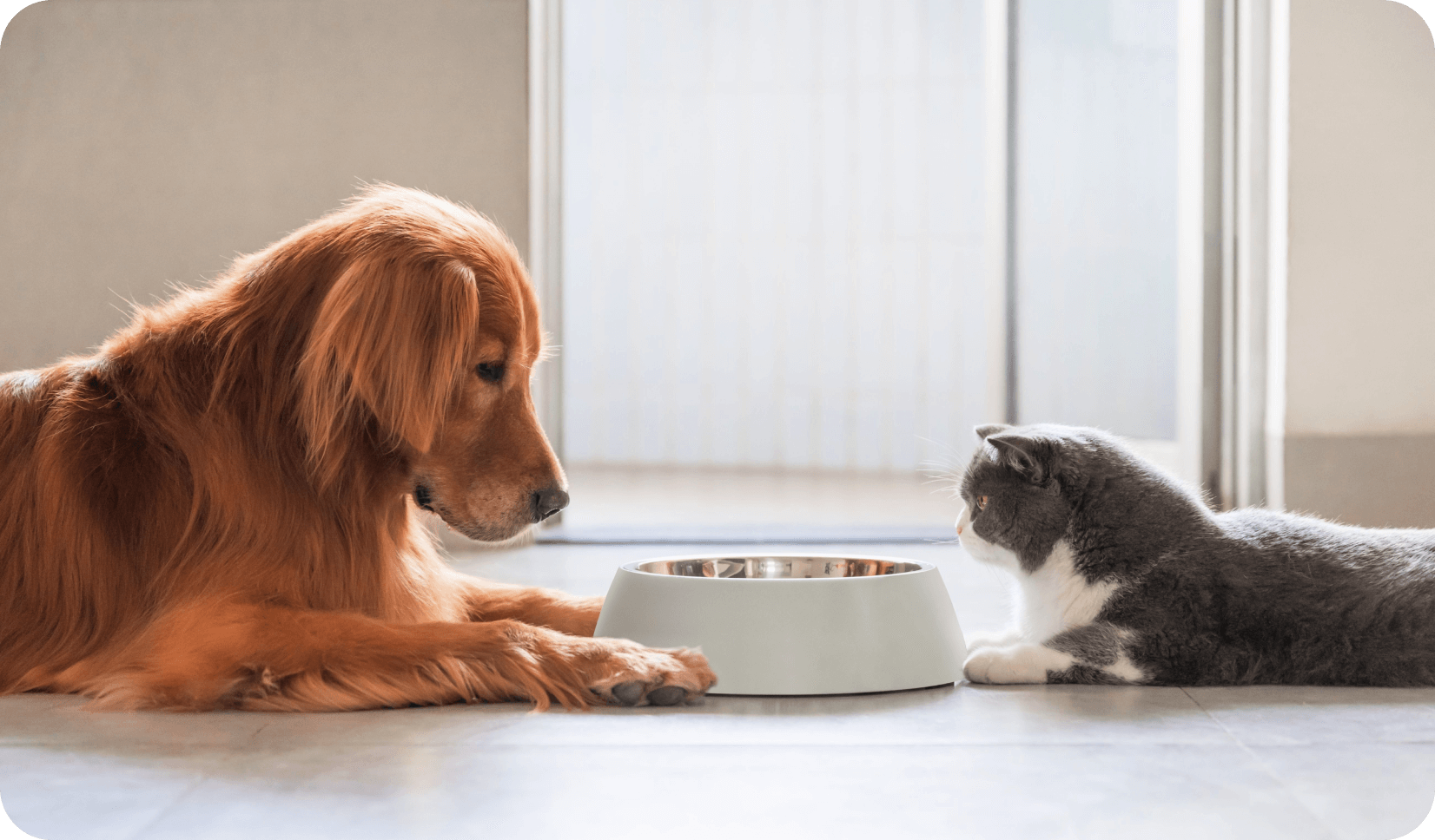 Dog and cat food